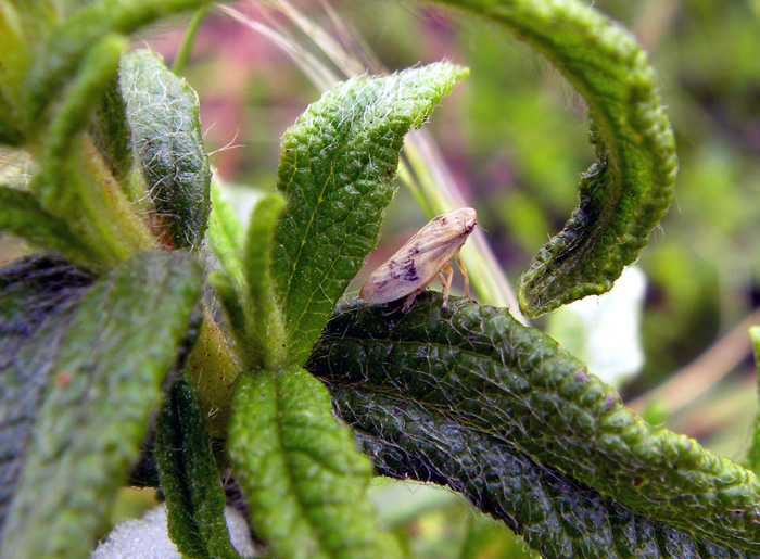 dubbio fra 3 specie - Philaenus sp.